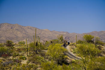 Cactus Forest Drive in Saguaro National Park East Photo