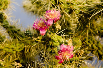 Cactus Flowers Saguaro National Park West