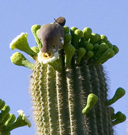 Dove eating Saguaro flower photo