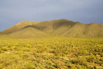 Wasson Peak and Amole Peak in Saguaro National Park Photo