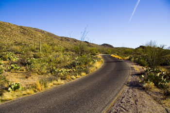 Cactus Forest Drive in Saguaro National Park Photo