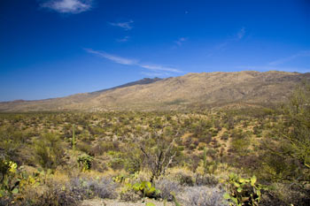 Rincon Mountains in Saguaro National Park East Picture