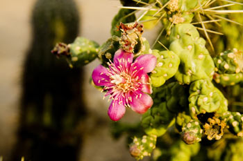 Cactus Flower Saguaro National Park