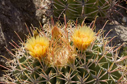 barrel cactus photo