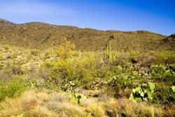 Tanque Verde Ridge Saguaro National Park East