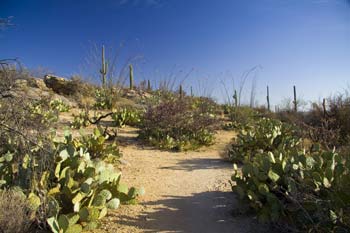 Javelina Picnic Area Tanque Verde Ridge Trail Picture