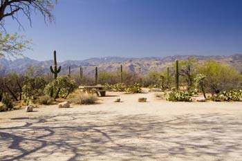 Mica View Picnic Area Photo Saguaro National Park