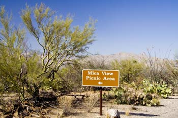 Mica View Picnic Area Saguaro National Park Picture