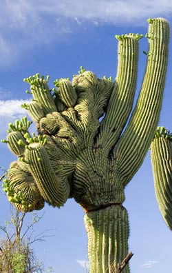 Saguaro cactus cristate