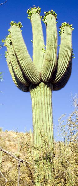 Saguaro Cactus Photo
