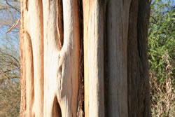 Saguaro woody center photo